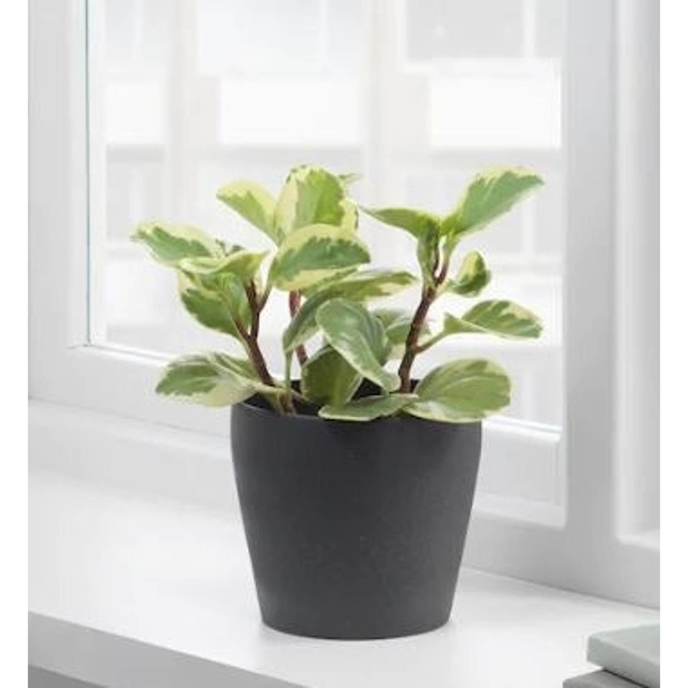 IKEA PERSILLADE Plant pot, dark gray, 4 ¾ " NWT